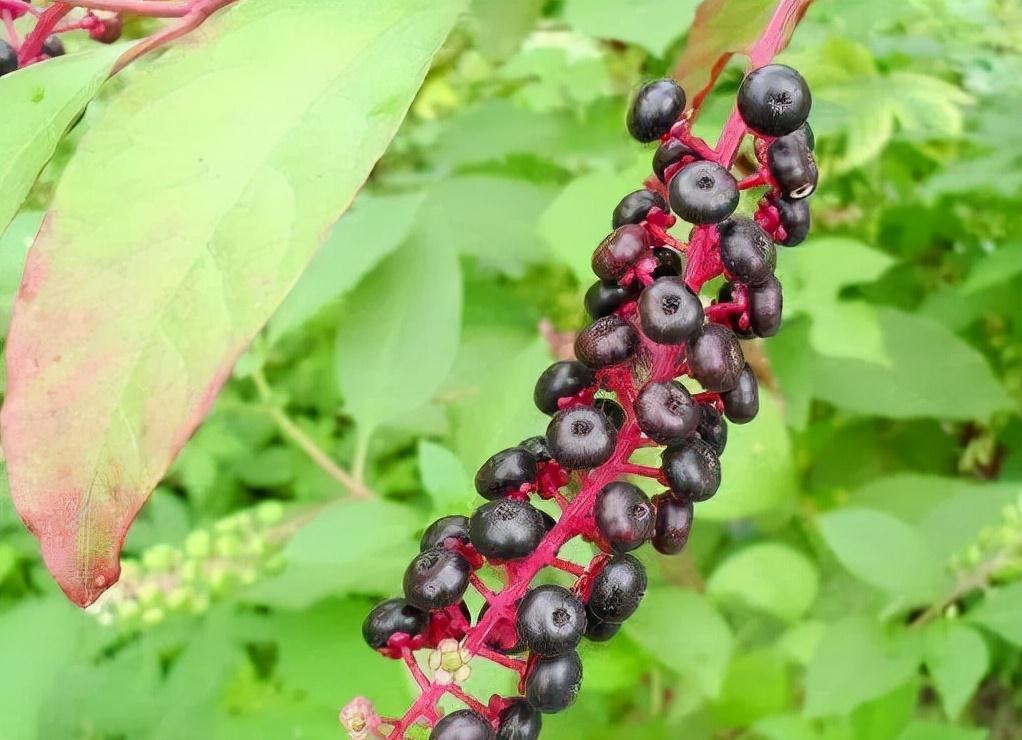 野果|5种农村常见的毒果,长相诱人但要牢记不能吃,认识不吃亏