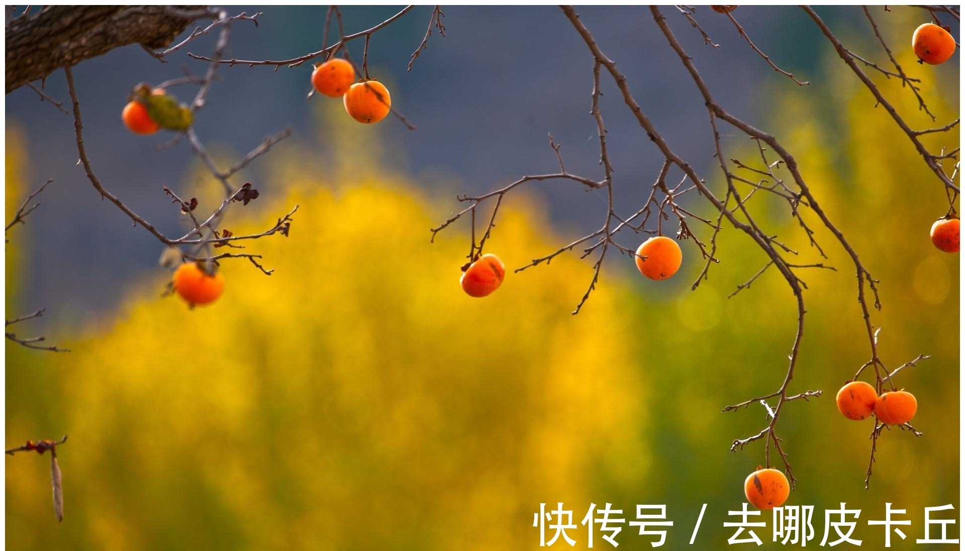 家门前种什么树,寓意才好呢?这3种树保“旺”!