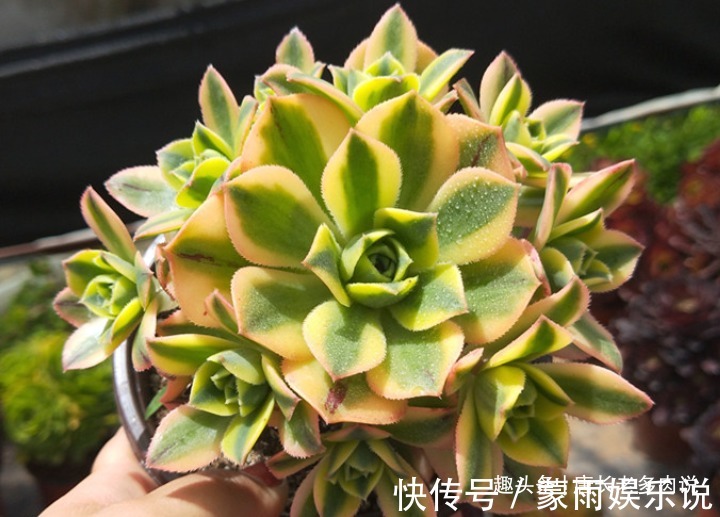 度夏|多肉星爆法师一年四季颜值在线,夏天不用操心也能轻松度夏