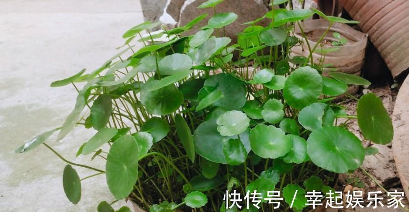 养草杀手都养不死的铜钱草,随手就能养好,分分钟霸满一池塘!