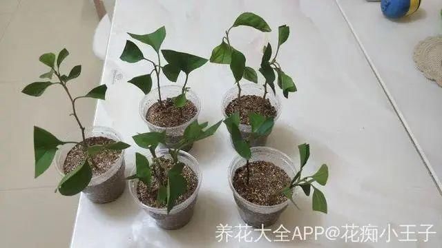 椰糠土|6月,最适合扦插的花,一插就活,大白根冒疯了