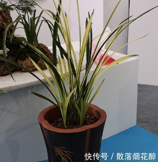 10大兰花品种,你见过几个