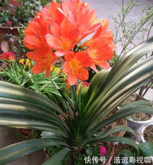 喜欢养花就扦插繁殖盆栽君子兰、矮牵牛,播种育苗十拿九稳