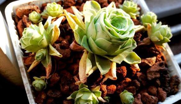 盆栽风信子、仙客来，高温天需挪挪地方，因为它们要休眠了