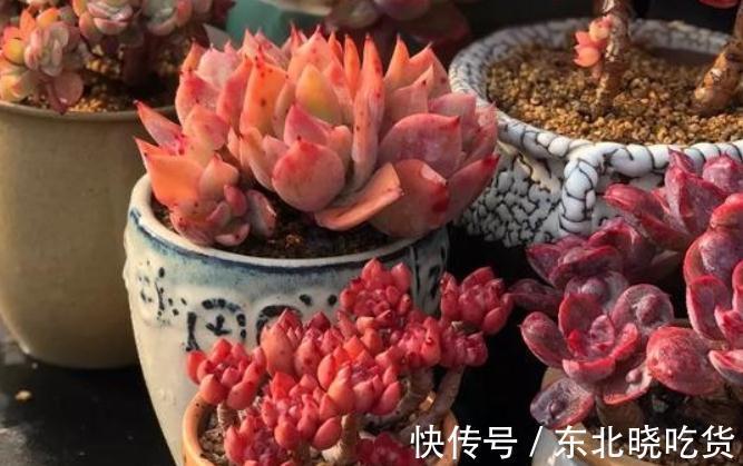 怎样养好多肉,新手常识