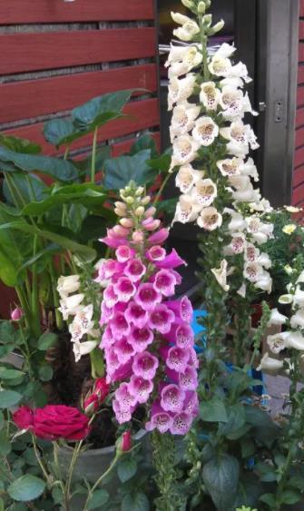 3种“看似平平无奇,实则开花惊艳”的盆栽,好养好看,轻松爆花