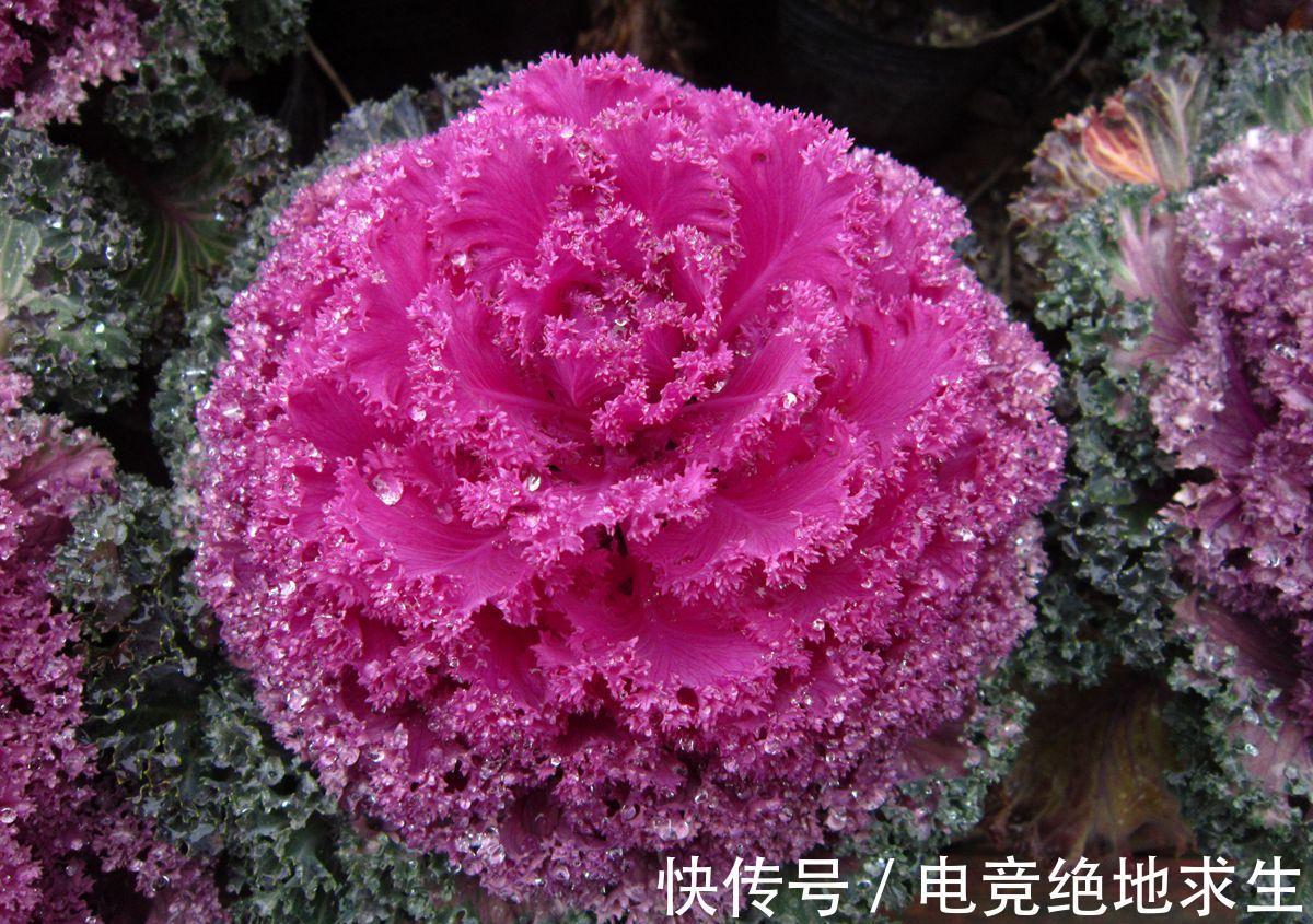 冬天|13种“漂亮花”,零下20度也冻不死它,大雪天依旧能开,又香又艳