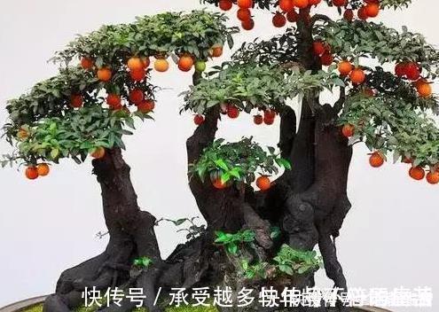 栽培|养花不如养树,这三种树放在客厅既招财又上档次,好看又实用