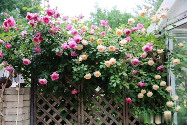 圆滚滚的绣球，瀑布般的花墙，这届花友也太会种花了吧