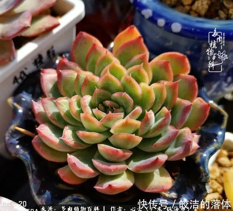 肉肉|与多肉的相遇,就是一场治愈之旅