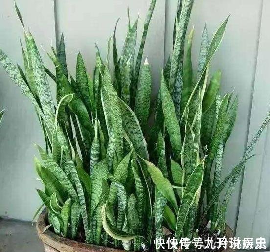 营养物质|厨房这些东西用来养虎皮兰,很快长出侧芽一盆变几盆,省钱又方便