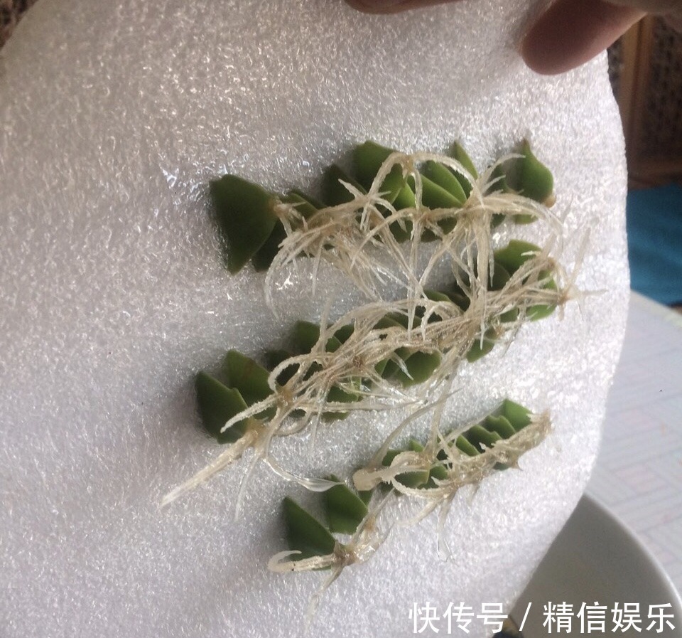 生根|邻居扦插蟹爪兰，准备1块“泡沫板”，促进生根，养2周冒白根
