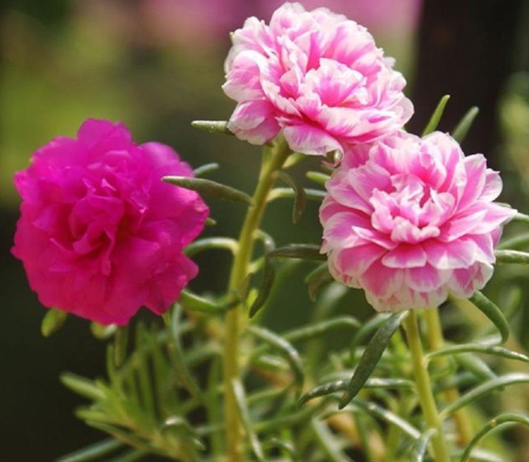 4种“懒人花”，越“不理”越旺盛，给点水就“疯长”，超好养！4