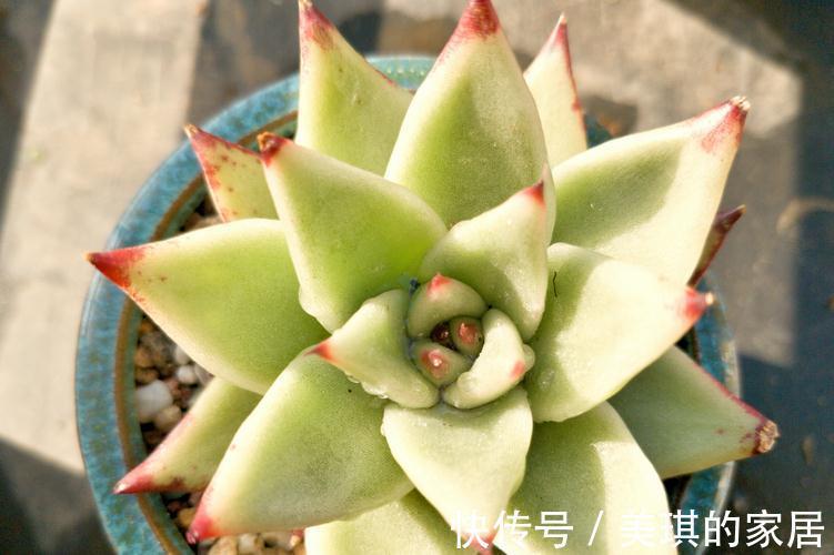 多肉服盆期，主人该注意哪些问题？劳心照顾好这3点养出好状态