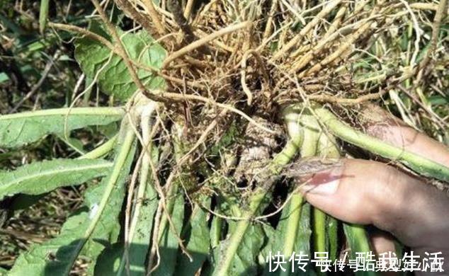 草药|可惜了农民曾用它来喂猪,不知煲汤最靓,如今被称为“土人参”