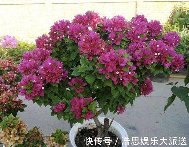 阳台上|三角梅在花期“开花少”，将“4点”把握好，开花99朵，变花树！