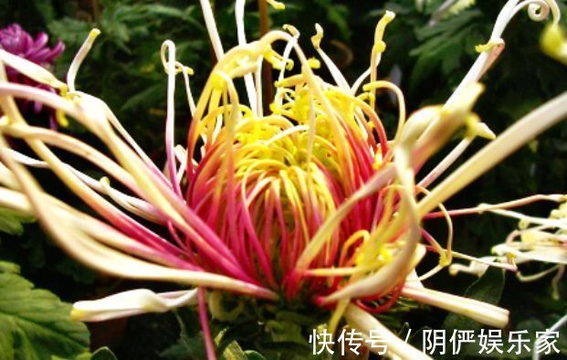 喜欢菊花,就养盆“菊中精品”岸千羽鹤,似仙鹤起舞,优雅妖娆