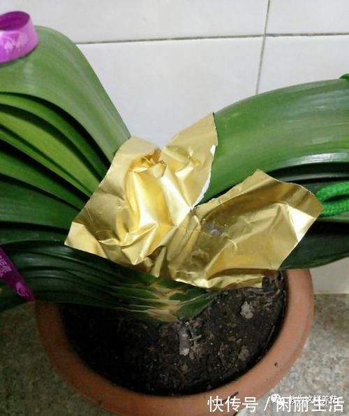 君子兰风信子夹箭不开花，简单1招，把花拽出来！