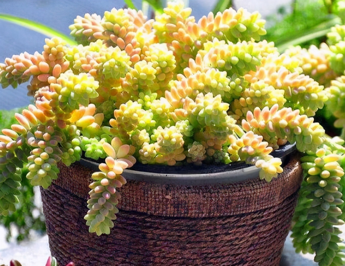 4种花,可以悬挂起来养,轻松打造出别致阳台