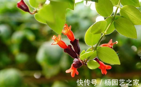 养花|养花试试这几款，花型奇特，花期长，开花烂漫迷人