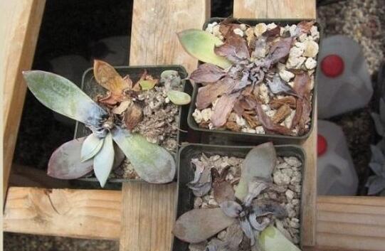  正午|多肉度夏8大死亡原因，不知道，你的多肉就危险了！