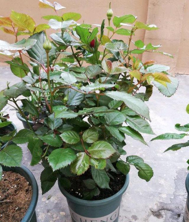 月季花是“肥篓子”,老花农教你巧用肥,新笋猛长,花苞猛开