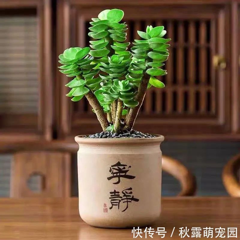 观赏价值|八种命里带“钱”的植物,家里养一盆,招财又旺运,你家养了几种