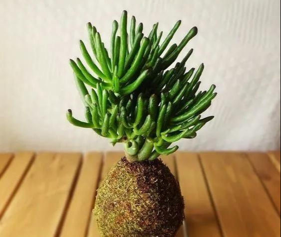 室内绿植种花不用盆,揉一个小球吊起来就让家里美翻