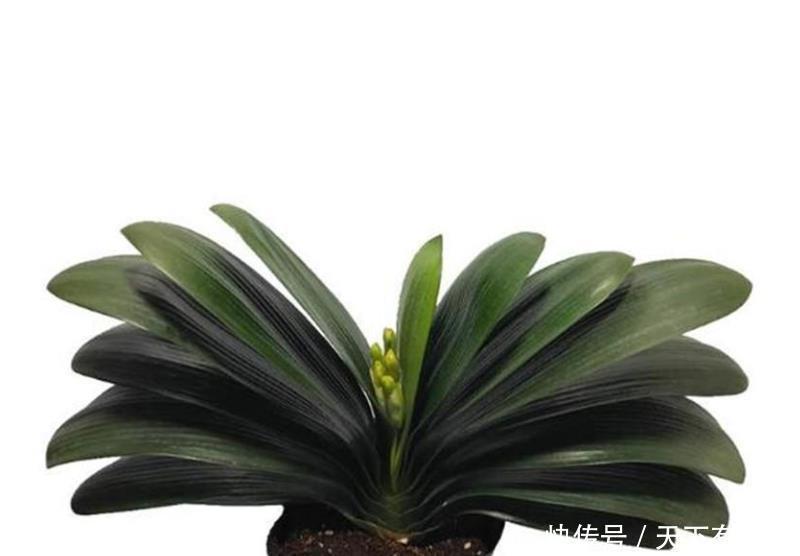 养君子兰和兰花三个错误不能犯,要了解清楚,不然长不好