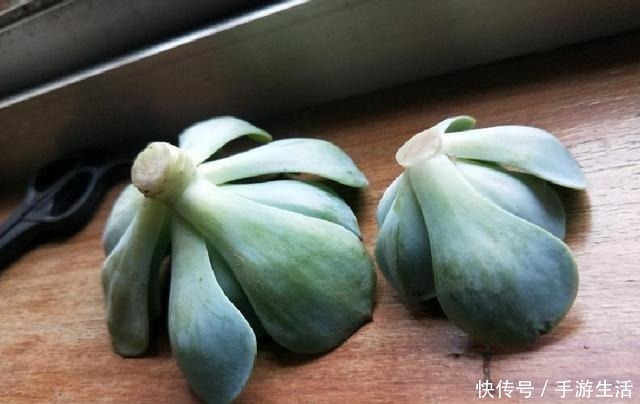 多肉植物|这5种多肉很难养,新手不敢碰,老手很小心,看看你家有没有!