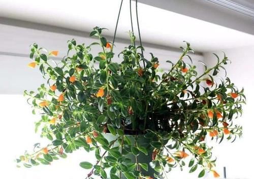 金鱼吊兰怎么繁殖？