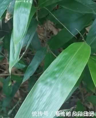 民间|民间常用它的叶子包粽子,有一种清新的香味,你用它包粽子吗?