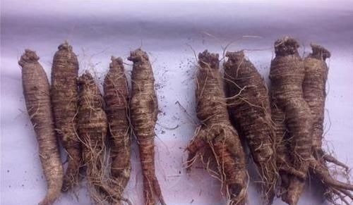 营养物质|亲民的滋补野菜,比人参便宜很多,营养价值却超高,15一斤疯抢