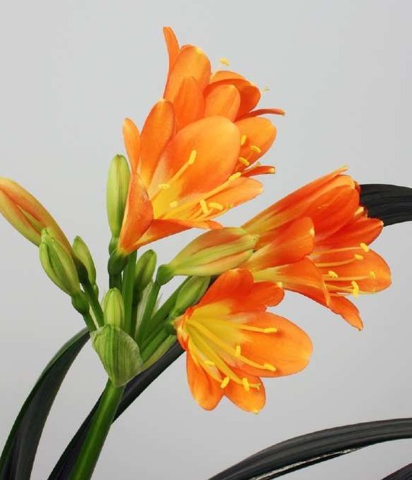 你家君子兰为什么养护不开花，快来瞧瞧君子兰栽培技巧