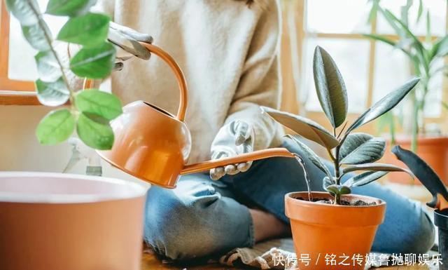 用自来水、雨水、桶装水和凉开水养花的差别,哪种水养花最好呢