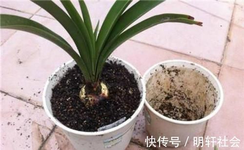花盆|养花5年，总结出几个超实用养花技巧，5分钟学会，啥花都能活！