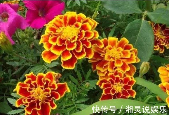瓜栗|喜欢养花，不如养盆孔雀草,此盆景花更具观赏性，栽下就成活