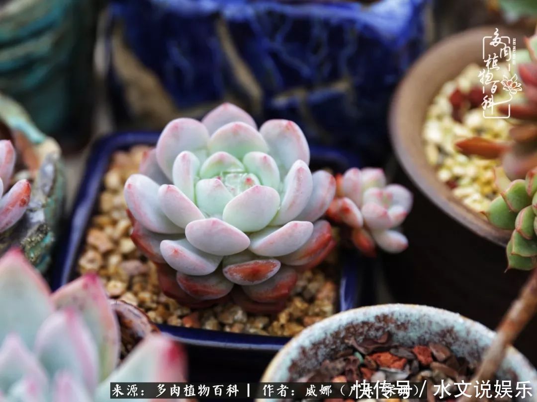 日子|笼子里露养的多肉,越养越美!有多肉的日子伴着小确幸!