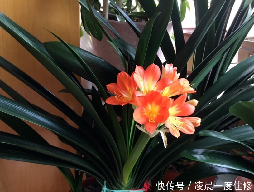 君子兰|夏季君子兰总是养不活是因为不知道这两点，今天教给你