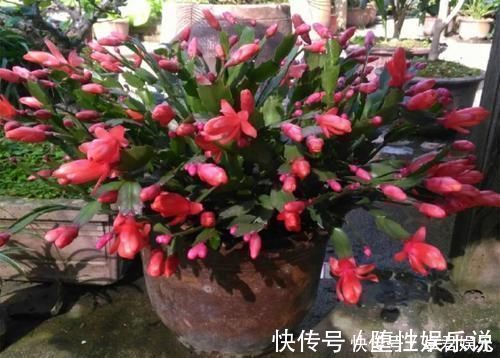 蟹爪兰|养这三种花,盆越小,开的花越多,放大盆还容易死