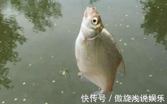 你们还在认为八九斤的那是鳊鱼吗?正确区分鲂鱼,鳊鱼的方法在这