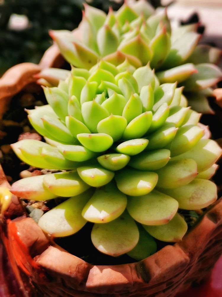 成长|与多肉一起走过的日子,见证多肉的成长过程!