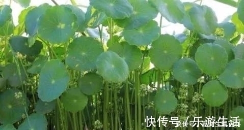 盆栽|会“跳舞”的金钱草,一斤卖15元,可做盆栽观赏,还可入药消炎