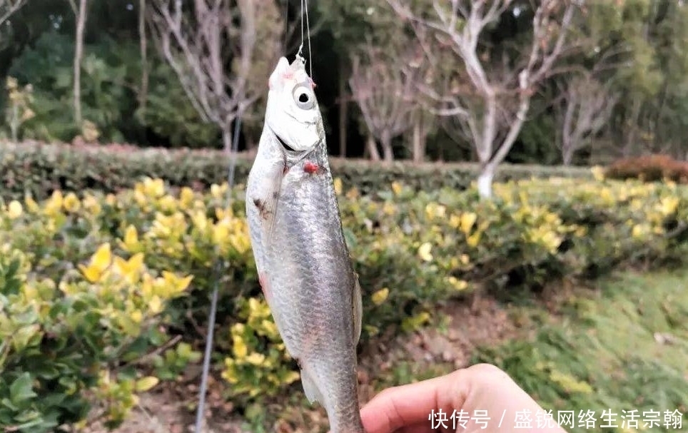 台钓白条鱼怎样“钓行程”?这些细节做好,钓白条犹如下网