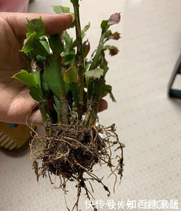 浇水|蟹爪兰“半死不活”蔫蔫的？3个技巧，叶片杠杠厚，冬天又开花