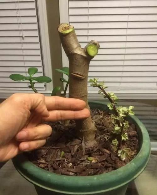 养了20年的玉树，杆子比大腿还粗，满树白花跟下雪了一样