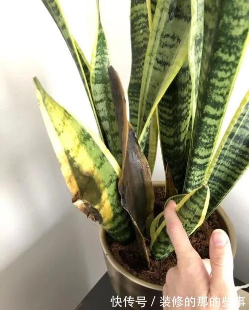 浇水|6种“泼辣花”,容易被浇死,越懒养越爆,勤快人养不好