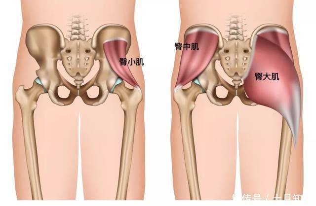 训练|臀部扁平垂,臀腿界限不清锻炼臀大肌,帮你抬高臀线练出翘臀