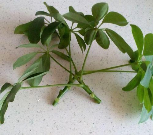 鹅掌柴|养4种“富贵花”，8月剪根枝条“插土里”，嗖嗖长根，错过等1年