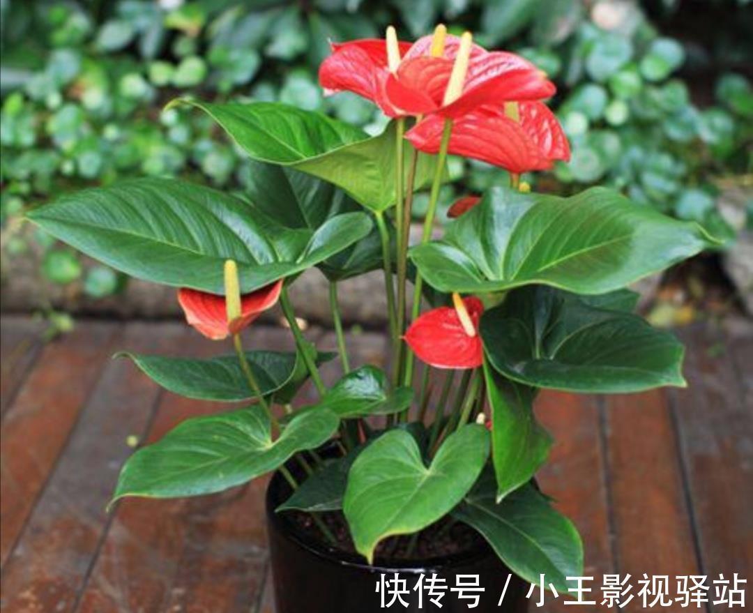 养护|5种“耐阴花”，家里采光差，一样常开花，高端大气又好养